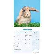 CALENDRIER 2026 - LAPINS BELIERS