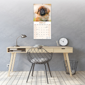 CALENDRIER 2027 - PEKINOIS
