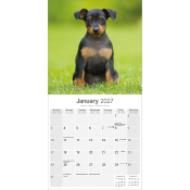 CALENDRIER 2027 - PINSCHER NAIN