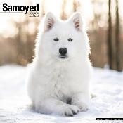 CALENDRIER 2026 - SAMOYEDE