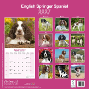 CALENDRIER 2027 - SPRINGER SPANIEL ANGLAIS