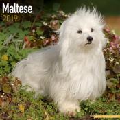 CALENDRIER 2019 - BICHON MALTAIS