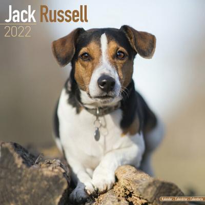 CALENDRIER 2022 - JACK RUSSELL