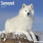 CALENDRIER 2019 - SAMOYEDE