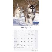 CALENDRIER 2026 - ALASKAN MALAMUTE