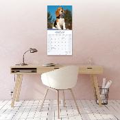 CALENDRIER 2026 - BEAGLE