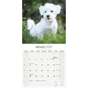 CALENDRIER 2027 - BICHON MALTAIS