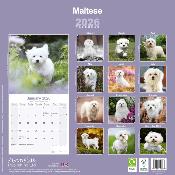 CALENDRIER 2026 -BICHON MALTAIS