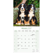 CALENDRIER 2027 - BOUVIER BERNOIS