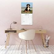 CALENDRIER 2026 - BOUVIER BERNOIS