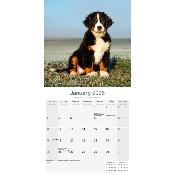 CALENDRIER 2026 - BOUVIER BERNOIS
