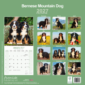 CALENDRIER 2027 - BOUVIER BERNOIS
