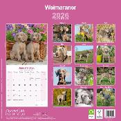 CALENDRIER 2026 - BRAQUE DE WEIMAR