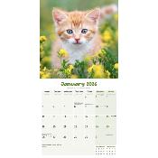 CALENDRIER 2026 - CHATONS Diverses races