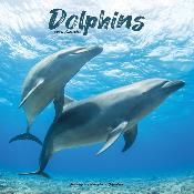 CALENDRIER 2026 - DAUPHINS