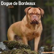 CALENDRIER 2026 - DOGUE DE BORDEAUX