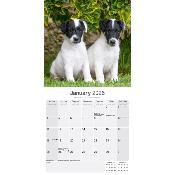CALENDRIER 2026 - FOX TERRIER