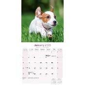 CALENDRIER 2026 - JACK RUSSEL