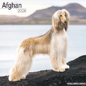 CALENDRIER 2026 - LEVRIER AFGHAN
