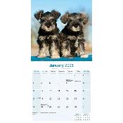 CALENDRIER 2026 - SCHNAUZER