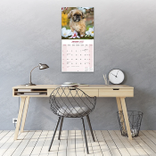 CALENDRIER 2027 - SHIH TZU