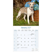 CALENDRIER 2027 - WHIPPET