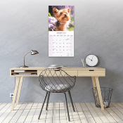 CALENDRIER 2027 - YORKSHIRE TERRIER