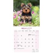 CALENDRIER 2026 - YORKSHIRE TERRIER
