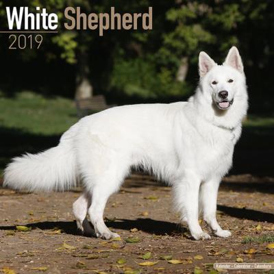 CALENDRIER 2019 - BERGER BLANC SUISSE