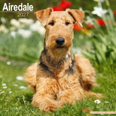 CALENDRIER 2027 - AIREDALE