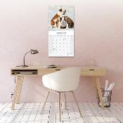 CALENDRIER 2026 - BOULEDOGUE ANGLAIS