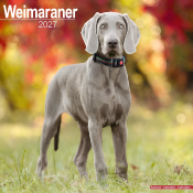 CALENDRIER 2027 - BRAQUE DE WEIMAR