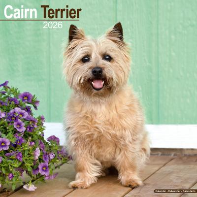 CALENDRIER 2026 - CAIRN TERRIER