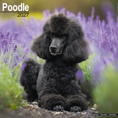 CALENDRIER 2027 - CANICHE STANDARD