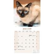 CALENDRIER 2026 - CHATS SIAMOIS toutes couleurs