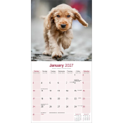 CALENDRIER 2027 - COCKER ANGLAIS