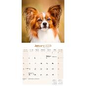 CALENDRIER 2026 - EPAGNEUL PAPILLON NAIN