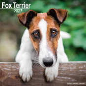 CALENDRIER 2027 - FOX TERRIER