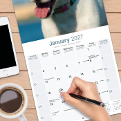 CALENDRIER 2027 - JACK RUSSELL
