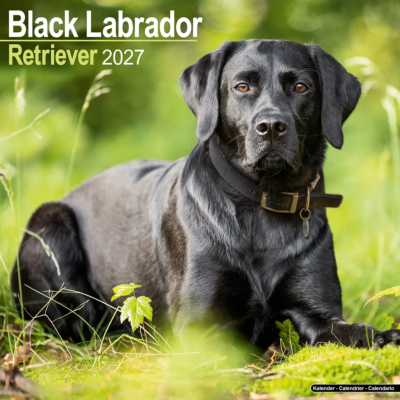 CALENDRIER 2027 - LABRADOR NOIR