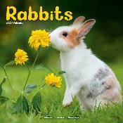 CALENDRIER 2026 - LAPINS NAINS
