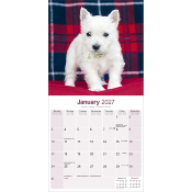 CALENDRIER 2027 - WEST HIGHLAND TERRIER
