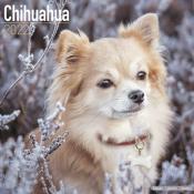 CALENDRIER 2022 - CHIHUAHUA