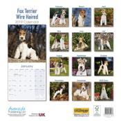 CALENDRIER 2019 - FOX TERRIER POIL DUR