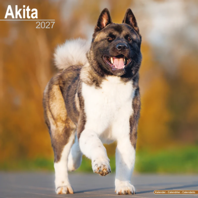 CALENDRIER 2027 - AKITA INU