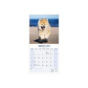 CALENDRIER 2026 - AKITA INU