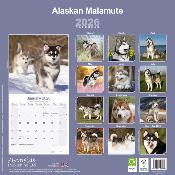 CALENDRIER 2026 - ALASKAN MALAMUTE