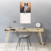 CALENDRIER 2027 - BORDER COLLIE