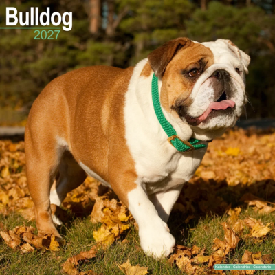 CALENDRIER 2027 - BOULEDOGUE ANGLAIS