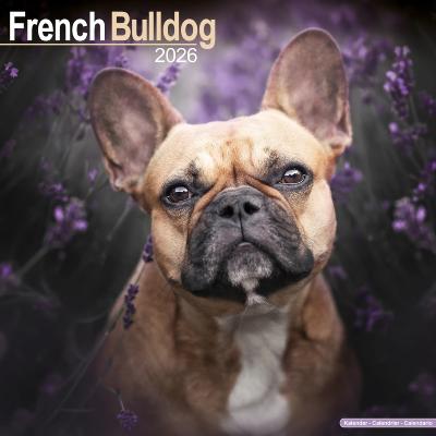 CALENDRIER 2026 - BOULEDOGUE FRANCAIS